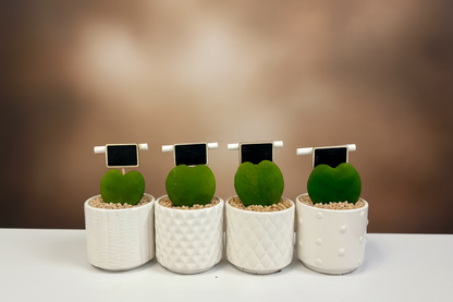 Hoya Heart Plant in White Pot – Sweetheart Hoya (Hoya Kerrii) Indoor Succulent Gift