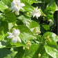 Jasmine sambac large