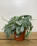 Small Peperomia Frost(3.5”-4”)