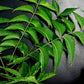 Neem 6” grower pot