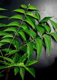 Neem Plant (Azadirachta indica) 6" Grower Pot