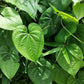 Betel (paan)