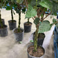 Hibiscus 10”assorted color