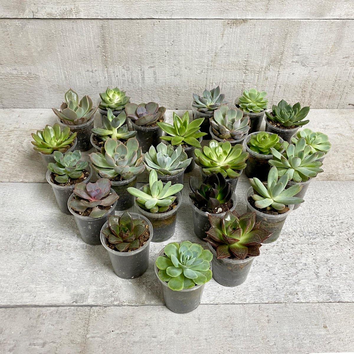 AWESOME ECHEVERIA (MULTI-PACK) - Geoponics Inc
