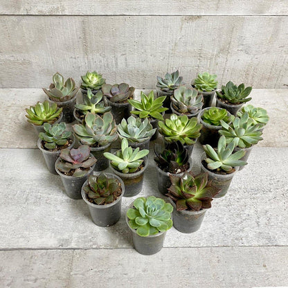 AWESOME ECHEVERIA (MULTI-PACK) - Geoponics Inc