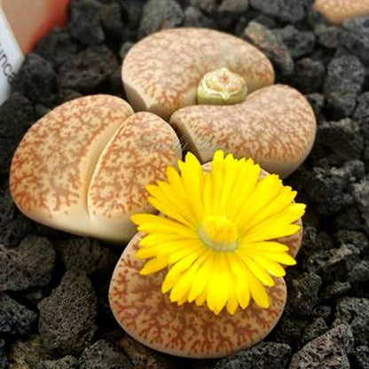 Leo Lithop - Geoponics Inc