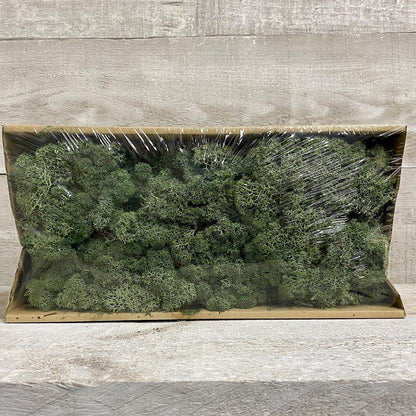 Moss (Multi-colour) - Geoponics Inc