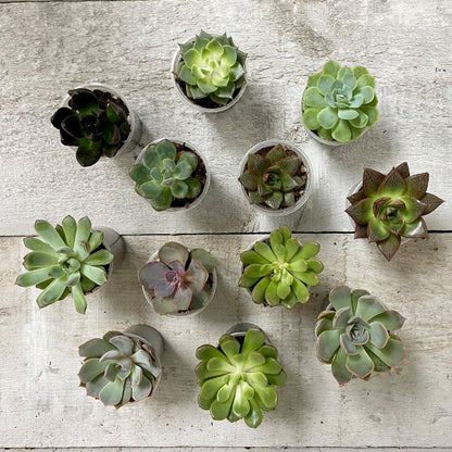 AWESOME ECHEVERIA (MULTI-PACK) - Geoponics Inc