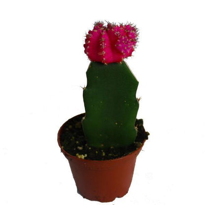 Moon Cacti - Geoponics Inc