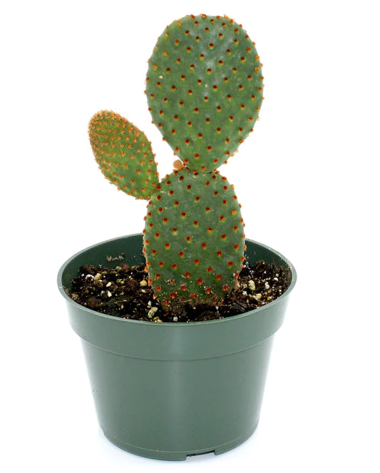 Prickly Pear Cactus