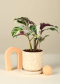 4" Calathea White Fusion (growing pot )