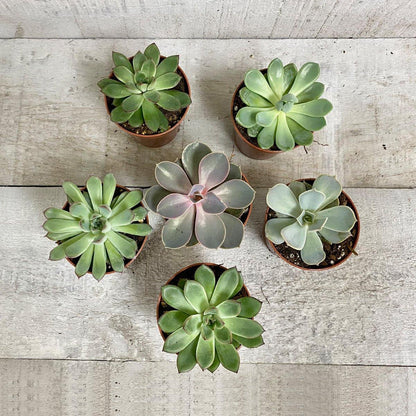 AWESOME ECHEVERIA (MULTI-PACK) - Geoponics Inc