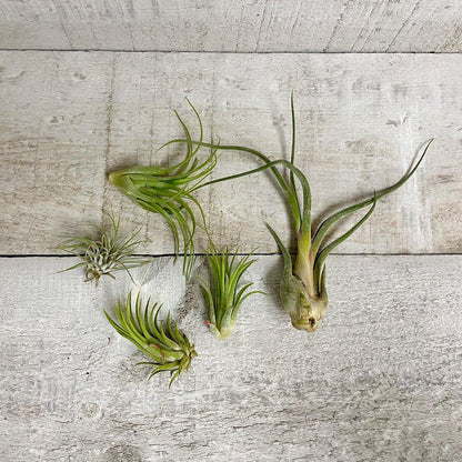 Deluxe Air Plant Bundle (Assorted) - Geoponics Inc