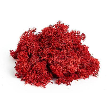 Reindeer Moss - Geoponics Inc