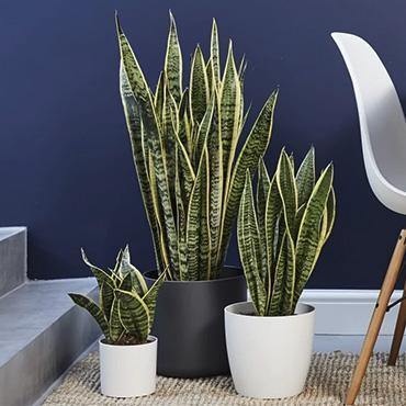 Snake Plant (Sensiveria aka Mother In Law Tongue) (3.5 " / 5" / 6" / 10" Grower Pots) - Geoponics Inc