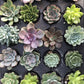 2.25" Plant Baby Succulents tray