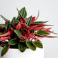 Peperomia Rosso in growing pot