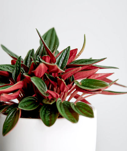 Peperomia Rosso in growing pot