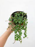 String of turtle