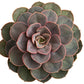 2.25" Plant Baby Succulents tray