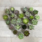 AWESOME ECHEVERIA (MULTI-PACK) - Geoponics Inc