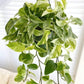 Marble Queen (3.5" /4" /6" Grower Pot) - Geoponics Inc