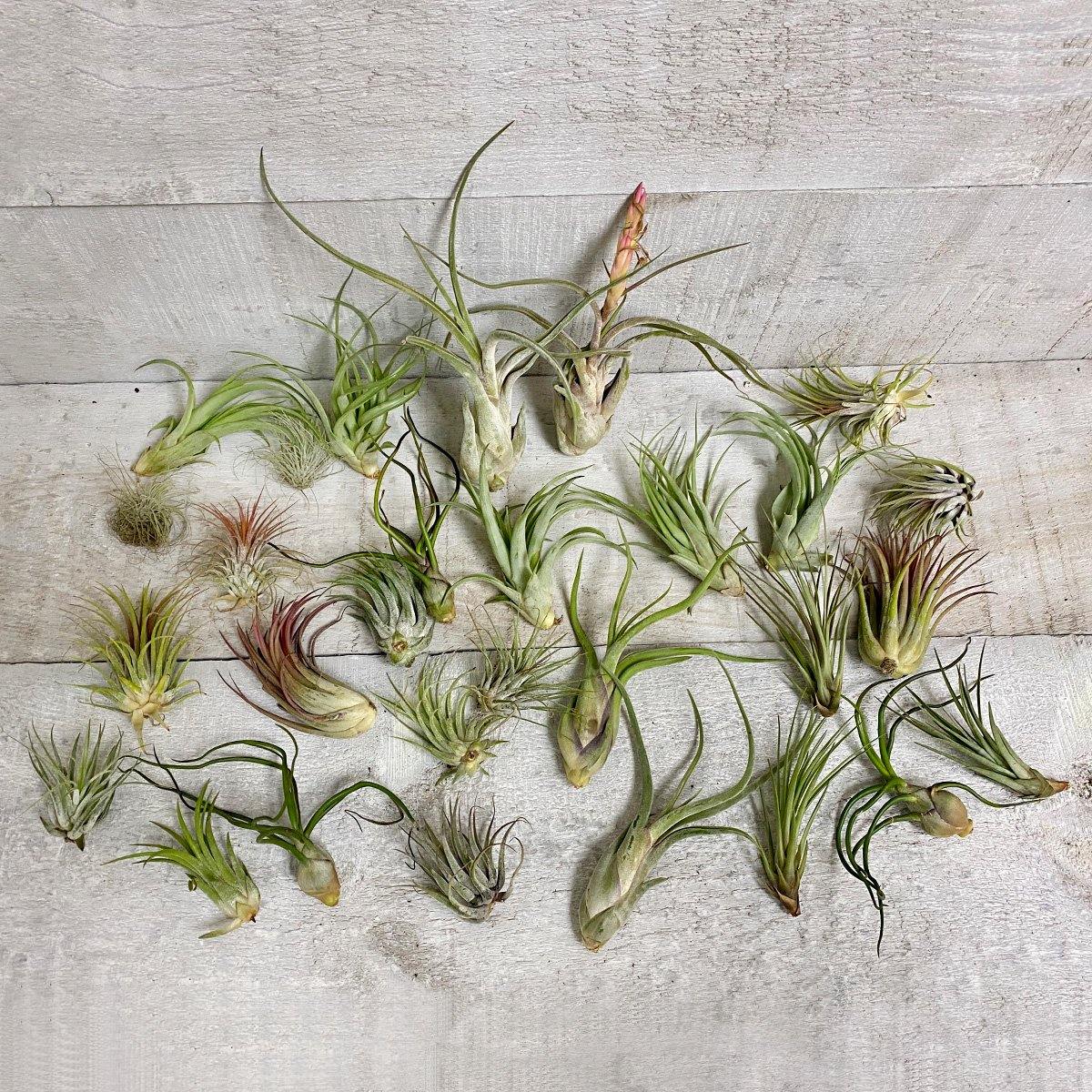 air plants vancouver bc Deluxe Air Plant Bundles – Plant Club