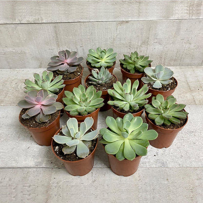 AWESOME ECHEVERIA (MULTI-PACK) - Geoponics Inc
