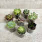 AWESOME ECHEVERIA (MULTI-PACK) - Geoponics Inc
