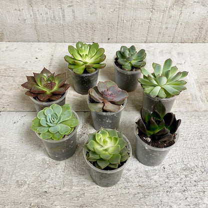 AWESOME ECHEVERIA (MULTI-PACK) - Geoponics Inc